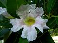 Cuban Pink Trumpet Tree